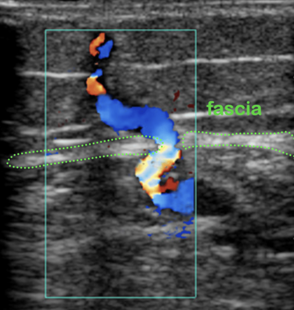 <p>Pass through muscular fascia layers - connect deep system to superficial system</p>