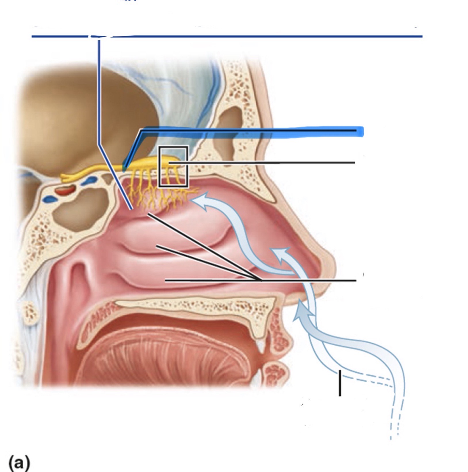 <p>What is the highlighted part of the nose?</p>