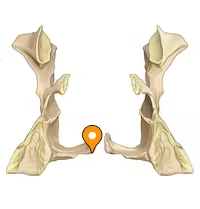 <p>attach musculus uvula</p>