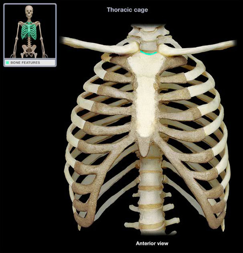 central indentation in superior border of manubrium
(dip in neck)