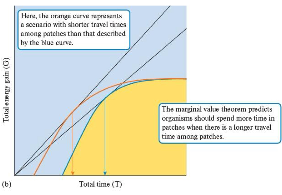 <p>Shorter = Leave SOONER</p><p>Longer = STAY longer</p>