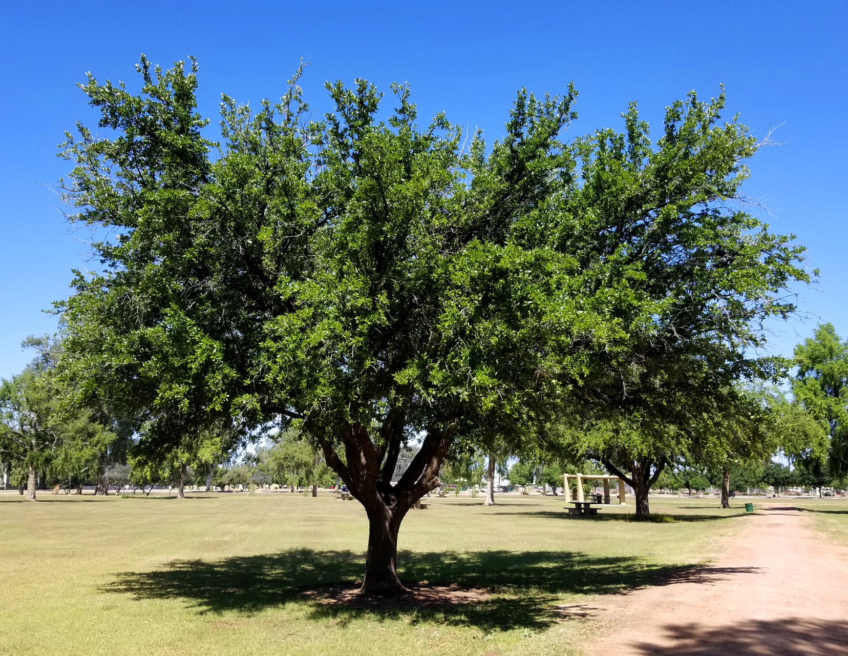 Escarpment Live oak