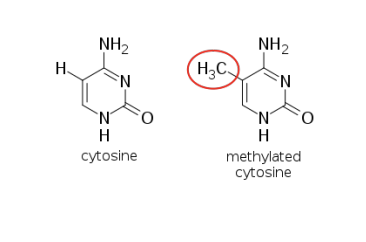 <ol><li><p>DNA methylation - at cytosine in CpG dinucleotide area (5mCpG)</p></li><li><p>histone modification - chromatin remodeling via post-translational modification of histones</p></li></ol>