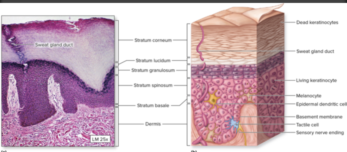 <p>Stratum corneum</p>