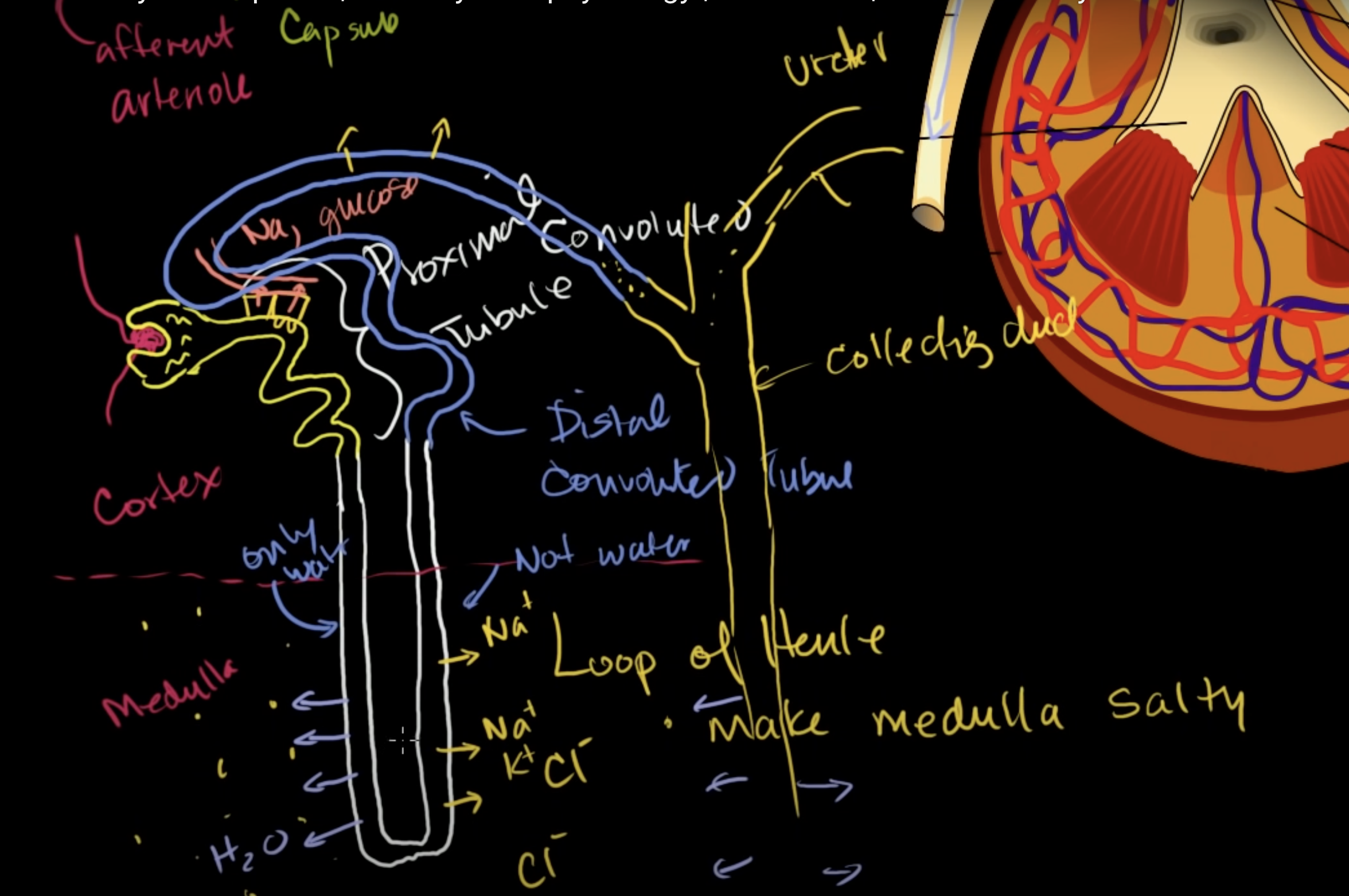 <p>It goes to medulla again. The water gets reabsorbed if there is anything left. This happens again and again until no water left and then causes the urine to leave to ureterus.</p>