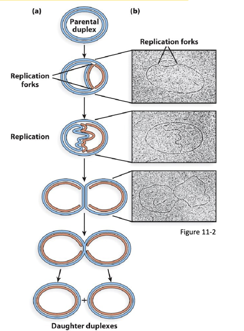 <p><span>Autoradiography &amp; electron microscopy of circular DNA with one replication origin:</span></p><ol><li><p><span>circular DNA (e.g., bacterial genomes, bacterial plasmids, viral DNA, mitochondria and chloroplast DNA) has one origin of replication from which replication is initiated</span></p></li><li><p><span>bidirectional replication of the parental duplex DNA proceeds from the origin of replication</span></p></li><li><p><span>this results in the formation of two replication folks moving in opposite directions (one clockwise, the other counterclockwise)</span></p></li><li><p><span>DNA replication terminates when the two replication folks meet on the plasmid location opposite to the origin of replication</span></p></li><li><p><span>replication of circular plasmid DNA is continuous</span></p></li><li><p><span>in rare cases, DNA replication is unidirectional</span></p></li></ol><p>can have circular bundles of DNA in human body</p><p>in the replication fork goes up one side and down in one other</p>