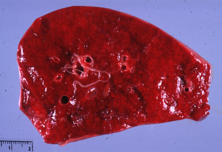 <p>Horse. Cause and predisposing factor? </p>