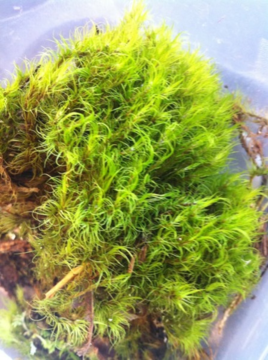 <p>Most moss species; cushiony or feathery growth patterns</p><p>-Protonema resembles green algae</p><p>-Have precursor conducting tissue</p><p>-Capsules have peristome teeth-peristome spore dispersal</p>