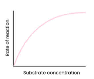<p>Describe and explain the effect of substrate concentration on the rate of enzyme-controlled reactions</p>
