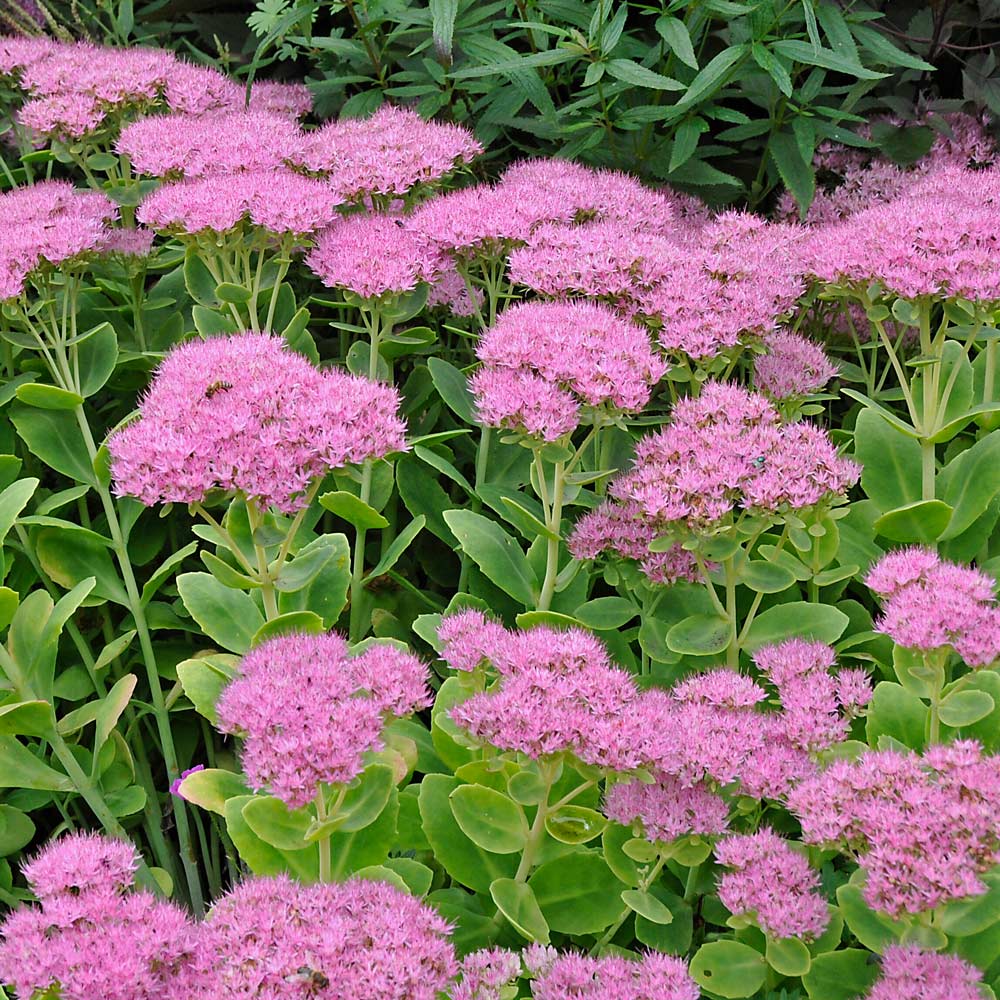 <p>A succulent, upright perennial with fleshy leaves and clusters of starry pink or red flowers in late summer.</p>