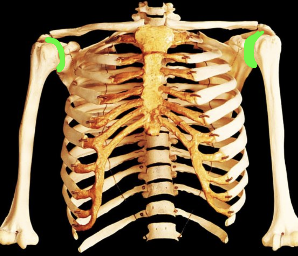 <p>what is highlighted in green?</p>