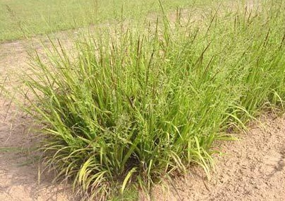 Beaked Panicum