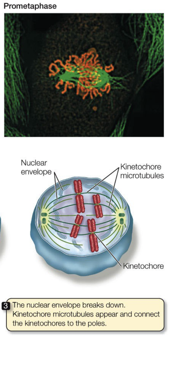 <ul><li><p>Step 2</p></li><li><p>Nucelar envelope breakdown</p></li><li><p>Polar microtubules and kinetochore microtubules form</p></li><li><p>Kinetochore microtubules probe the cytoplasm and attach to kinetochores</p></li><li><p>Chromosomes begi</p></li></ul>