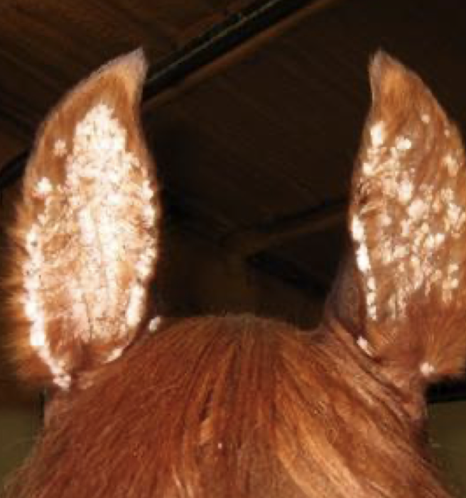 <p>Causes by <strong>Equine Papillomavirus Type 3 (EPV-3)</strong> → Smooth or raised white lesions on the inner ear pinna. They do not regress spontaneously.</p><p><strong>Treatment:</strong> benign neglect, surgical excision, cryonecrosis(only for a couple lesions), or immunomodulators</p>