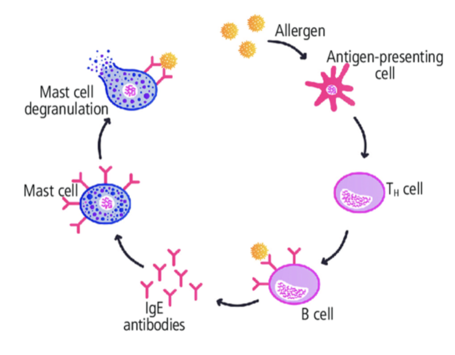 <ul><li><p>binds to mast cells and stimulates release of histamin<strong><u>E</u></strong></p><ul><li><p>clinical relevance: ALLERGIC REACTIONS occur when IgE is produced in response to harmless antigen (allergen)—proteins that cause response but shouldn’t</p></li></ul></li><li><p>initiates responses to fight against parasitic infection</p><ul><li><p>bind to PARASITE and tag fro removal eosinophils</p></li></ul></li></ul><p></p>