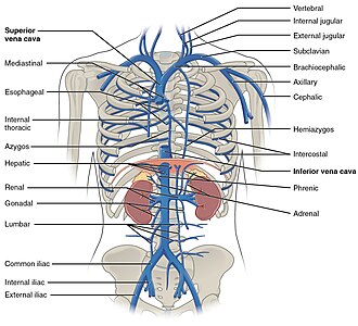<p>a large pair of veins in the upper chest that carry deoxygenated blood from the head, neck, and arms back to the heart; formed by the union of the internal jugular vein and subclavian vein with the left and right veins merging to form the superior vena cava</p>
