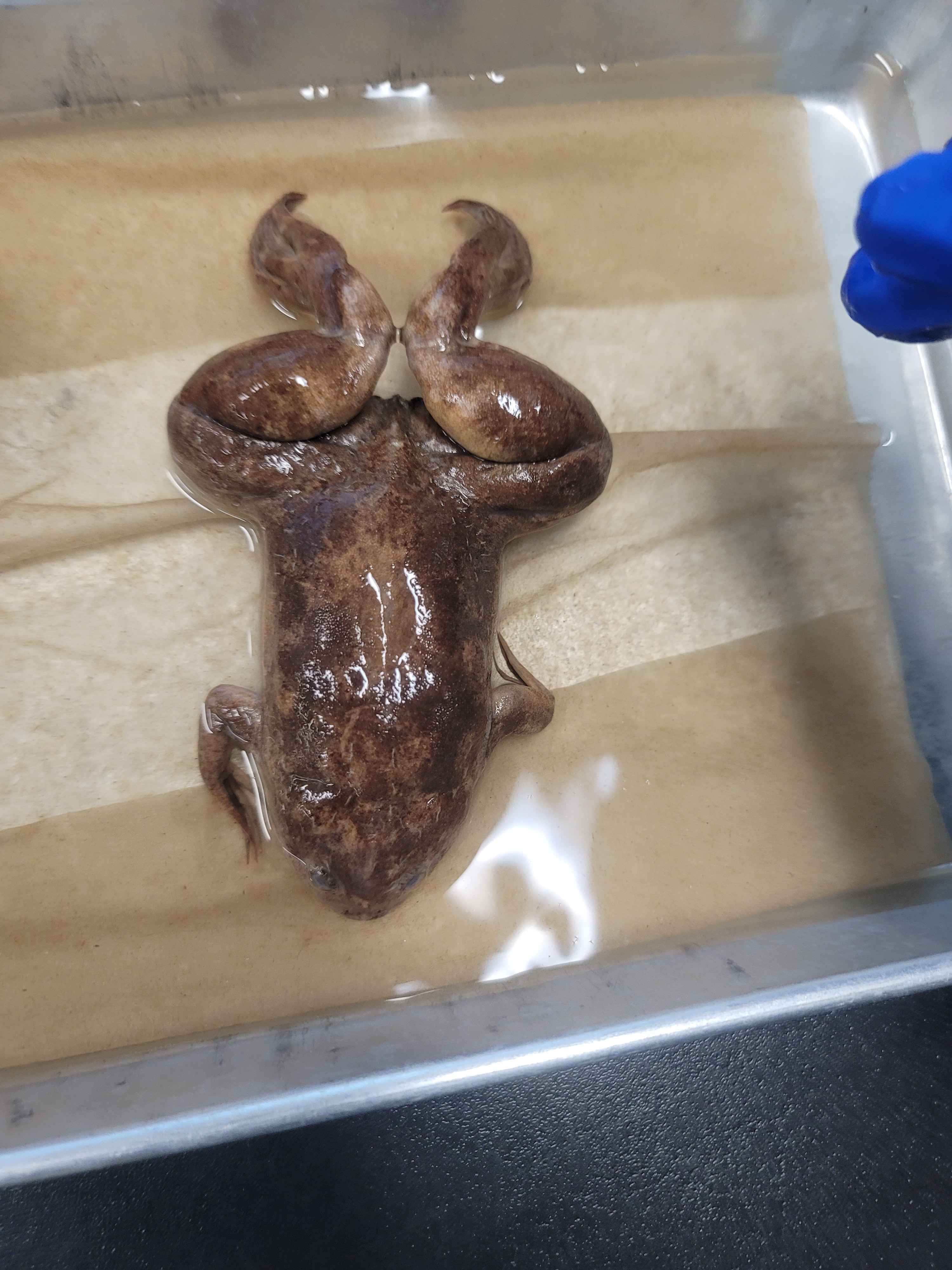 <p>African clawed frog (INTRODUCED species). Flattened body and<br>head, lidless eyes, claws on hind feet, hind feet fully webbed.</p>