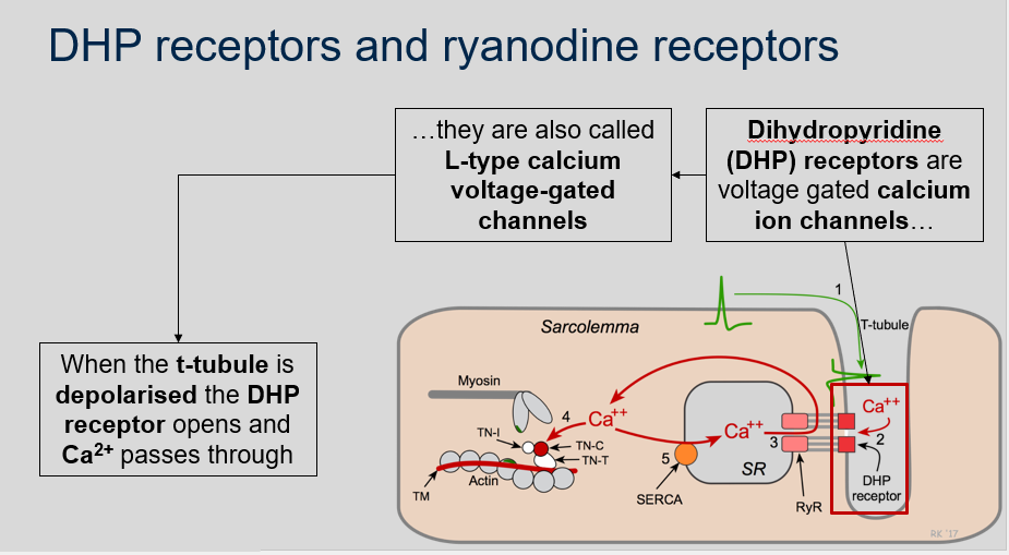 <ol><li><p>Dihydropyridine (DHP) receptors are voltage-gated calcium ion channels. They are also called L-type calcium voltage-gated channels.</p></li><li><p>When the t-tubule is depolarised, the DHP receptor opens and Ca2+ passes through.</p></li></ol>