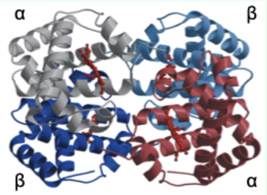<p><strong>4</strong> subunits: α<sub>2</sub>β<sub>2</sub> (<strong>HbA = adult</strong>).</p>
