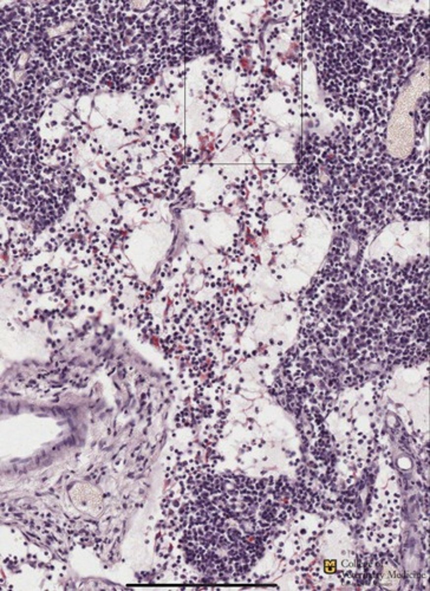 <p>What tissue type as whole is shown?</p><p>What cell type is shown within it?</p>