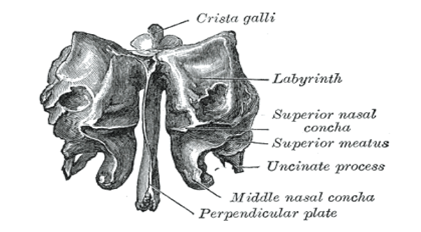 <p>The ethmoid bone has 3 parts:</p>