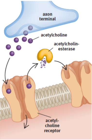 <p>acetylcholine (ACh) by acetylcholinesterase (AChE)</p><p>drugs for Alzheimer’s, glaucoma, and myasthenia gravis can block the enzyme — also nerve gases</p>