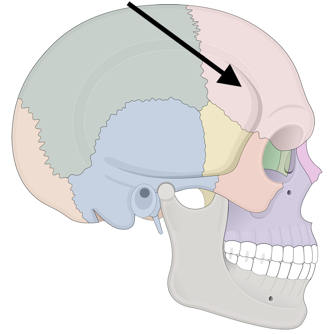 <p>Name the bone</p>