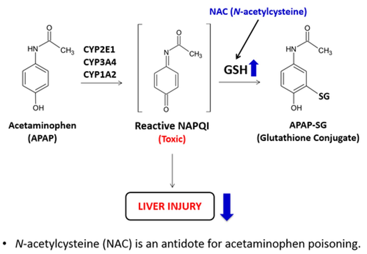 <p>there is not enough glutathione (GSH) to convert NAPQI into mercapturic acid for excretion</p>