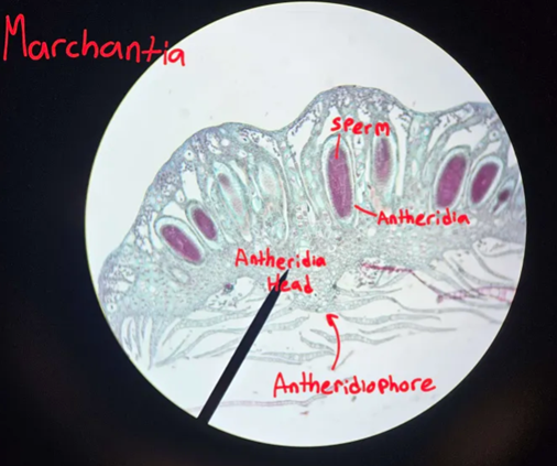 <p>Is the Antheridium part of the gametophyte or sporophyte generation?</p>