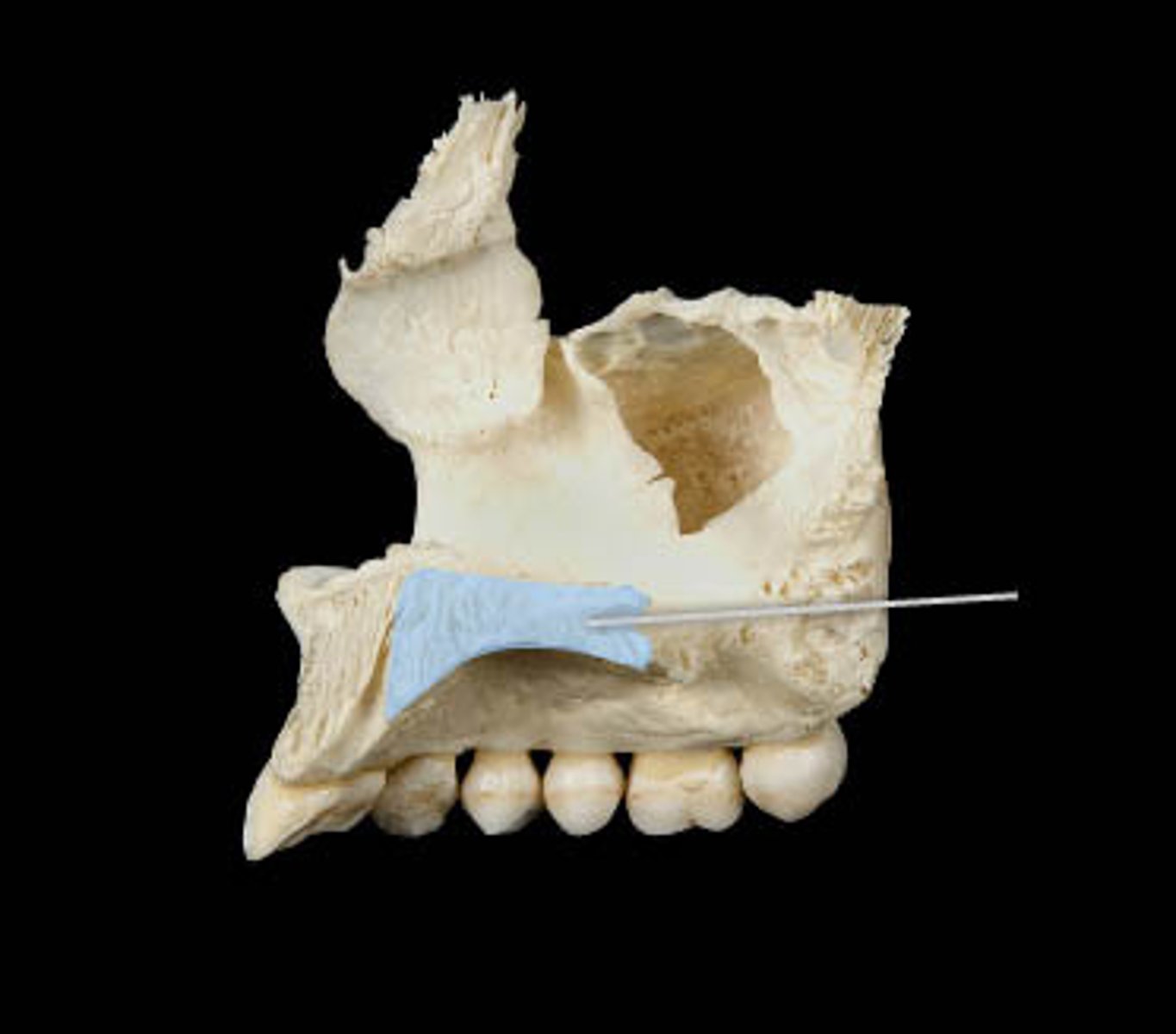 knowt flashcard image