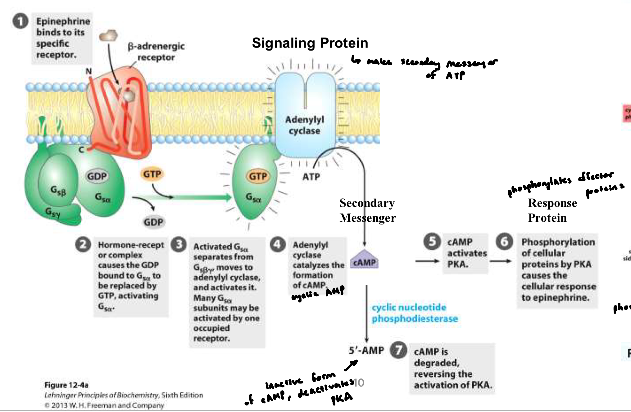 knowt flashcard image