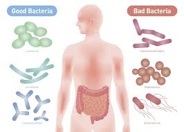 <p>Only 1% of bacteria is harmful, how is the other 99% helpful in us and the enviorment?</p>