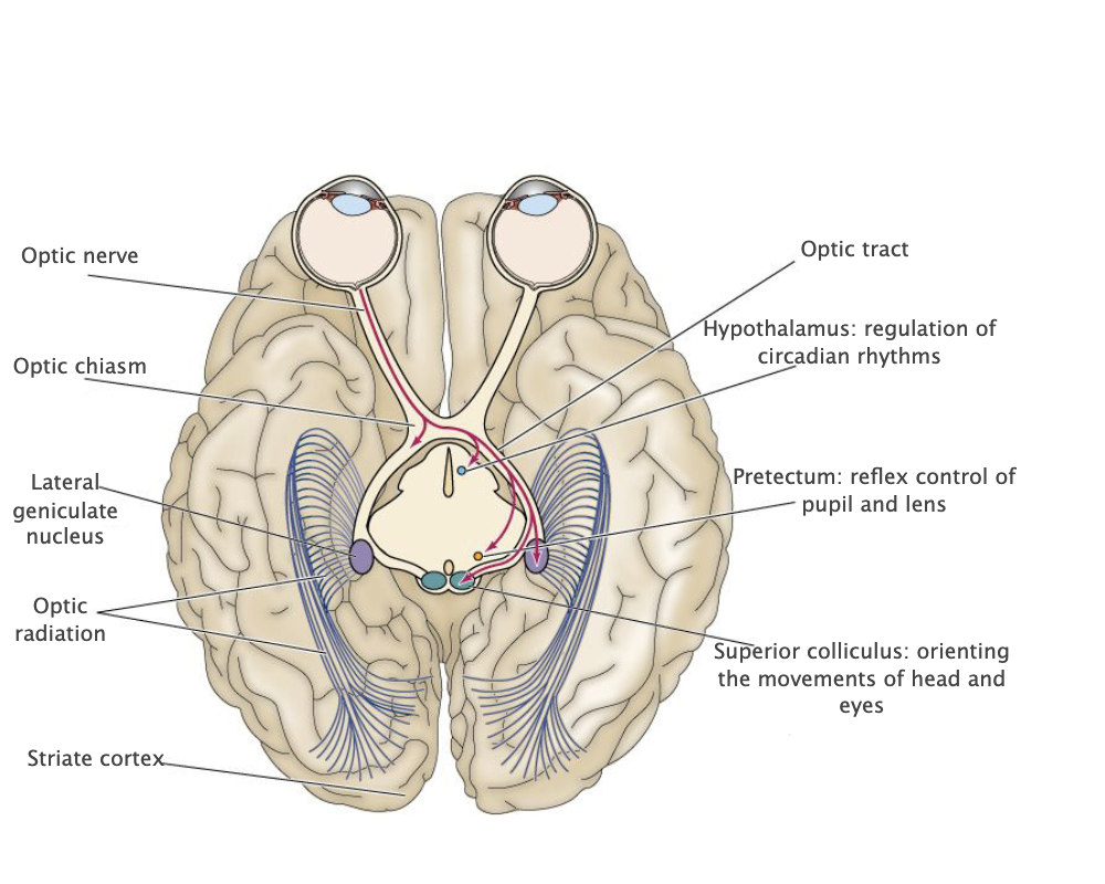 <p>White matter structure formed by the partial decussation of the optic nerves. contains the axons of retinal ganglion cells in the nasal parts of each retina that project across the midline to contralateral diencephalic and mesencephalic targets. Caudal to the optic chiasm, these axons join other axons from the temporal retina to form the optic tract.</p>