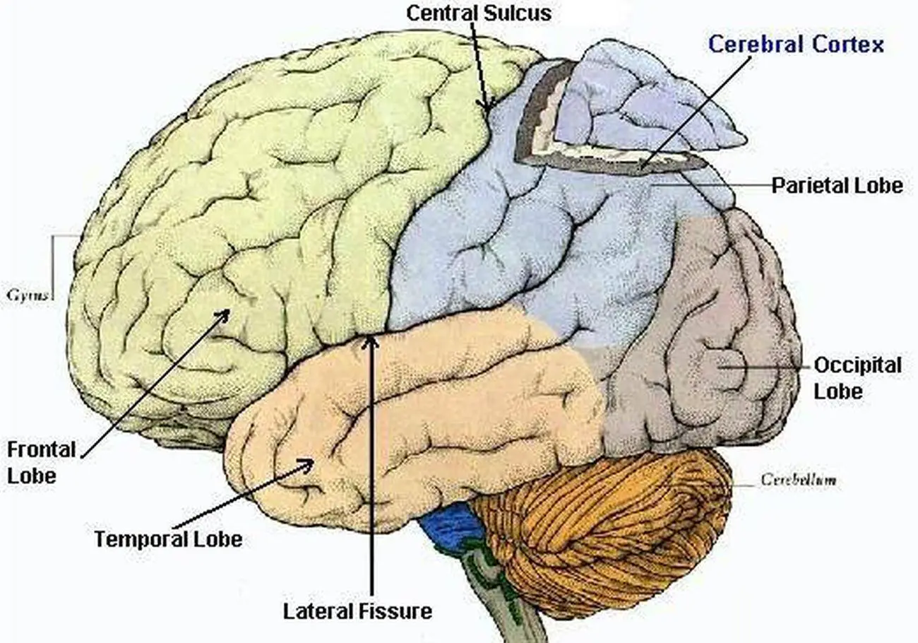 <p>cerebral cortex</p>