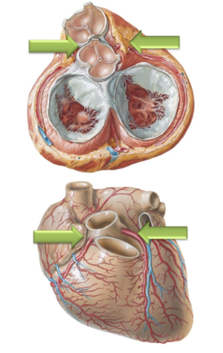 <p>The spaces between the cusps of the aortic semilunar valve and the wall of the aorta. These are the sites of origin for the right and left coronary arteries which supply the myocardium in coronary circulation.</p>