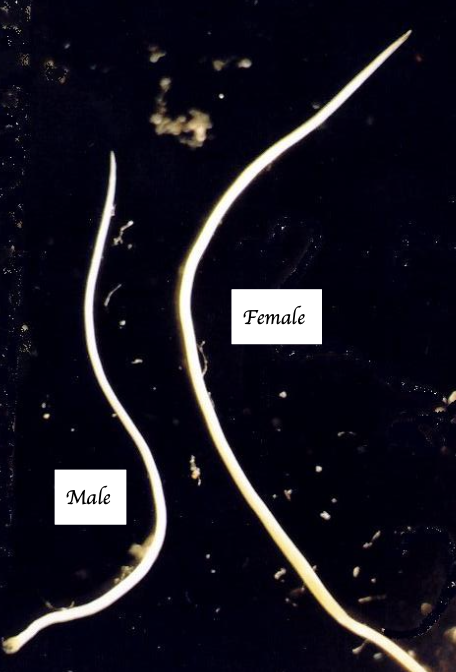 <p><span><span>Which parasites are shown in this picture?</span></span></p>
