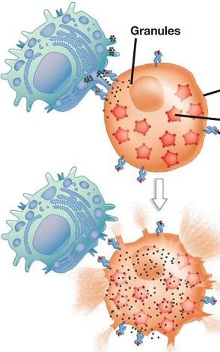 <p><span>Multiply and kill cells displaying specific antigen, stopping pathogen spread</span></p>