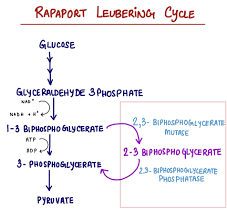 <p>Formado apartir de 1,3-bifosfoglicertao</p><p>Este será um relaxante da hemoglobina, facilitando a libertação de O2</p><p>Quando existe esta reação, não existe produção de ATP</p>