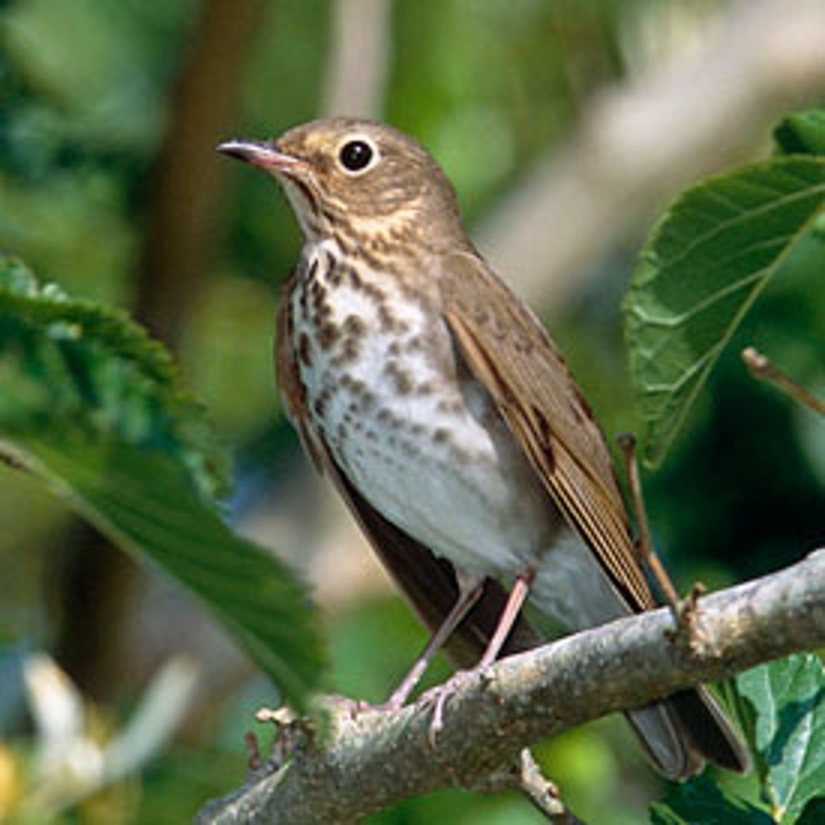 <p>Identification</p><p>- Brown bird with buffy eye ring—blends into forest understory. Hard to see, but easy to hear.</p><p>- Song is a spiraling, flute-like melody that carries through forest. (I think of it like an ascending spiral)</p><p>- You will start hearing it the 3rd week of May (Salmonberry bird- timing with the salmonberries!)</p><p>Behaviour / Adaptation</p><p>- Neotropical migrant—spends winter in South America, summers in BC.</p><p>- Forages for insects and berries in shaded forest floors.</p><p>- Very elusive—Hard to see, easy to hear.</p>
