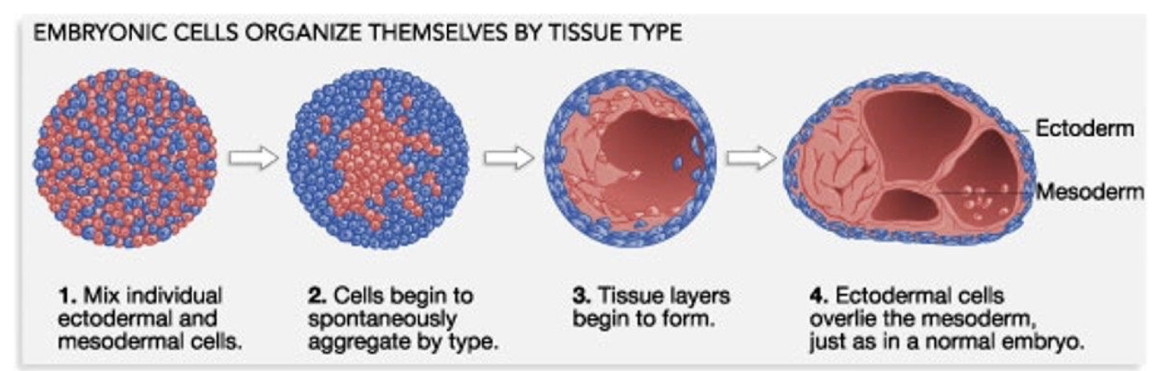 <ul><li><p>Separated cells from <strong>two different germ layers</strong> in frog embryos</p></li><li><p>When mixed, <strong>cells from similar tissues recognized and associated with each other</strong></p></li><li><p>Cells <strong>organized into tissue-specific lineages</strong> mimicking original embryo organization</p></li><li><p>This demonstrates <strong>like cells recognize and adhere during embryogenesis</strong></p></li><li><p>This adhesion requires <strong>cell adhesion molecules (CAMs)</strong>, which are transmembrane proteins</p></li><li><p>After aggregation, cells form <strong>specialized cell junctions</strong> that:</p><ul><li><p>Stabilize cell-to-cell interactions</p></li><li><p>Facilitate communication between neighboring cells</p></li></ul></li></ul><p></p>