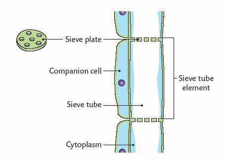 <p><strong>Companion cells</strong> provide metabolic support for sieve tube element cells. </p><p>Companion cells contain <u>large numbers of mitochondria</u> to provide sufficient ATP for active transport (loading) of nutrients into the phloem tissue. </p><p>The cytoplasm of the companion cells and sieve tube cells are connected via the <u>plasmodesmata. </u></p><p>Companion cells contain <u>transport proteins</u> for loading nutrients into sieve tubes. </p>