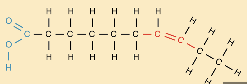 <ul><li><p>contains at least 1 carbon carbon double bond </p><ul><li><p>monounsaturated: 1 double bond</p></li><li><p>polyunsaturated: more than 1 </p></li></ul></li><li><p>liquids @ room temp </p></li><li><p>have a kink keeping them from being dense </p></li></ul><p></p>