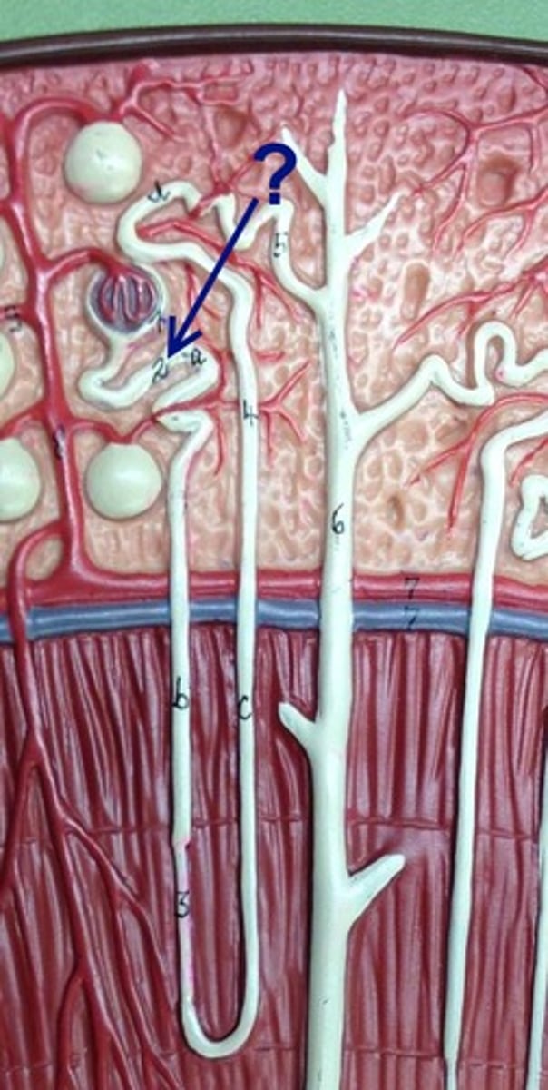 <p>first section of the renal tubule that the blood flows through; reabsorption of water, ions, and all organic nutrients, also simple cuboidal epithelial cells</p>