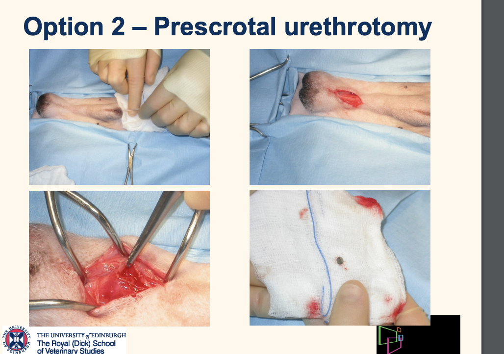 <p></p><ul><li><p>Prescrotal urethrotomy</p></li><li><p>Place urinary catheter</p></li><li><p>Incise skin behind os penis</p></li><li><p>Reflect retractor penis muscle</p></li><li><p>Incise urethra</p></li><li><p>Remove stones</p></li><li><p>Flush to ensure all stones removed</p></li><li><p>Suture or leave open to heal by second intention</p></li></ul><p>NO IT IS BLOODY FIDDLY AVOID IF YOU CAN</p>
