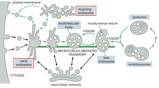<ul><li><p>near the cell periphery, endocytic vesicles fuse with an early endosome, which is the primary sorting station</p></li><li><p>**glucose causes black arrows & insulin causes blue arrows</p></li><li><p>vesicles bud off the early endosome to recycle components back to the plasma membrane; this can happen directly or indirectly via the recycling endosome (which can store those components until needed)</p></li><li><p>as the early endosome matures, any membrane proteins bound for degredation become internalized in intraluminal vesicles, resulting in the <em><u>multivesicular body/late endosome</u></em></p><ul><li><p>the late endosome eventually fuses with the lysosome, whose hydrolytic enzymes act to digest contents</p></li></ul></li></ul><p></p>