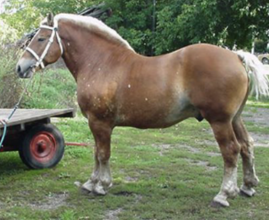 <p>What kind of heavy horse is this?</p>