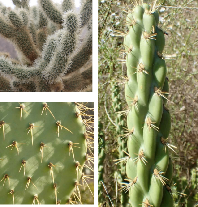 <p>Cactaceae</p>