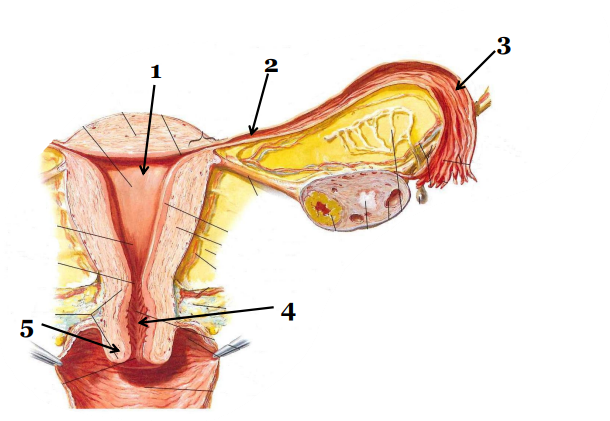 <p>Miejsce, gdzie najczęściej dochodzi do zapłodnienia zaznaczono numerem:</p>