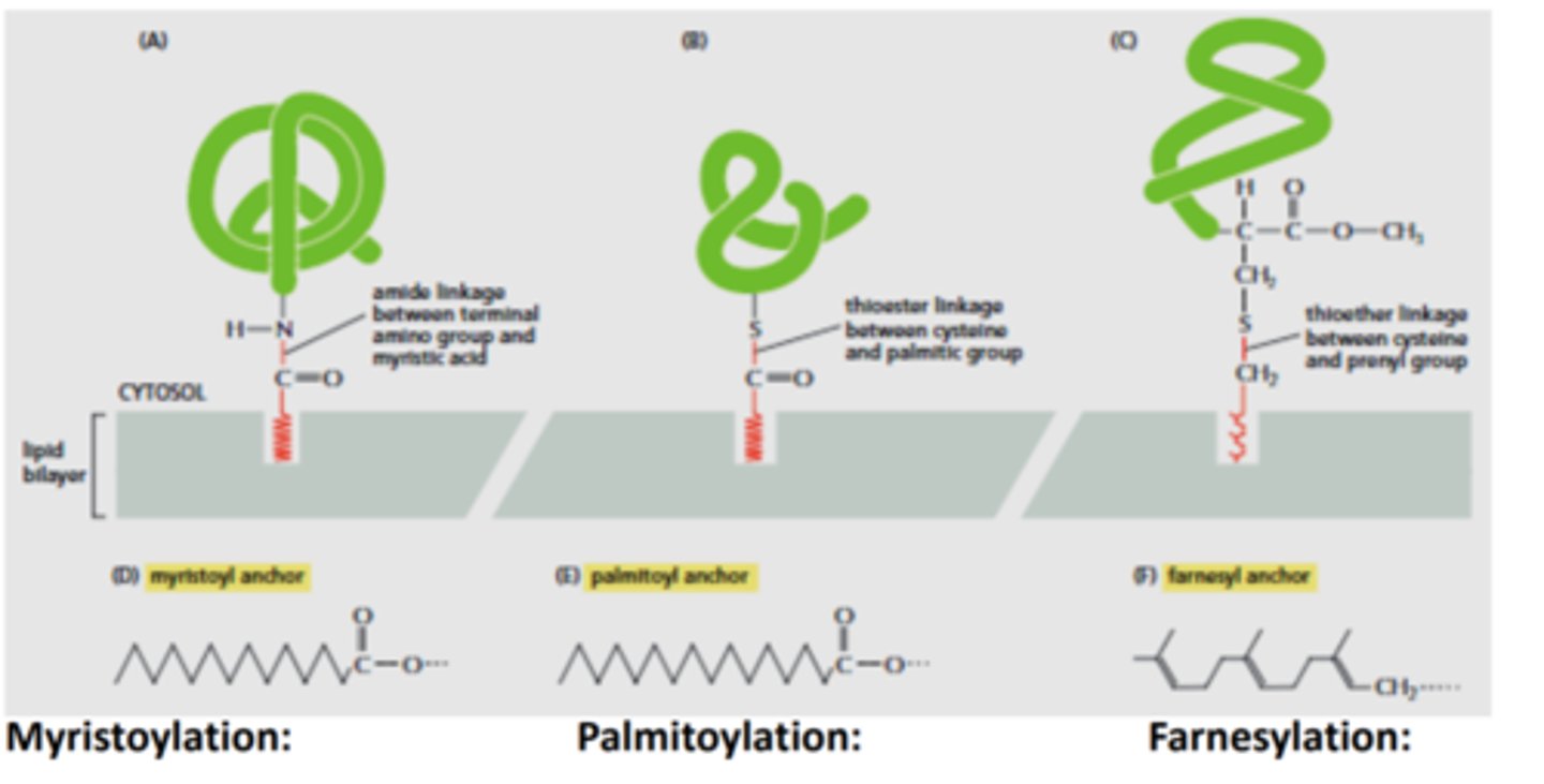 <p>The process of altering protein structure or function after translation.</p>