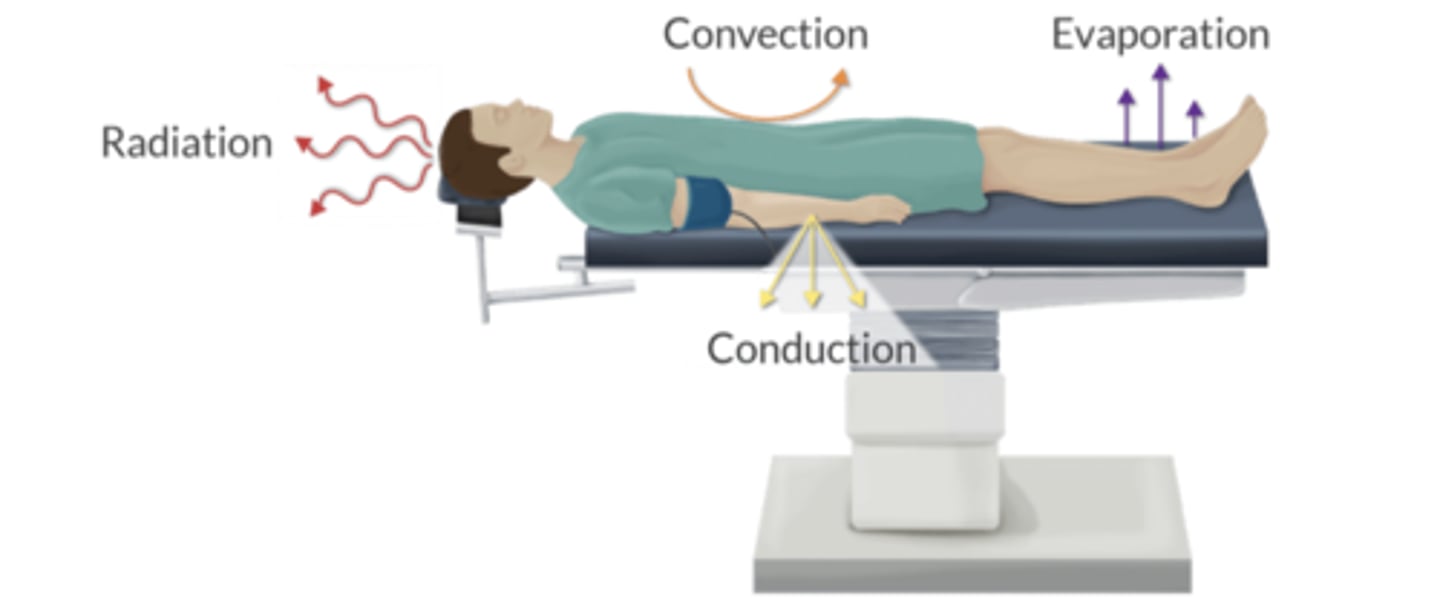 <p>Radiation ~ Infrared (60%)</p><p>Convection ~ Air (15-30%)</p><p>Evaporation ~ Water loss (20%)</p><p>Conduction ~ Contact (<5%)</p>